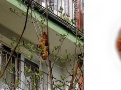 Bikin Heboh Warga! Benda Mencurigakan di Pohon Ini Ternyata Croissant