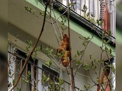 Heboh! Hewan Aneh Dikira Bertengger di Pohon, Ternyata Croissant