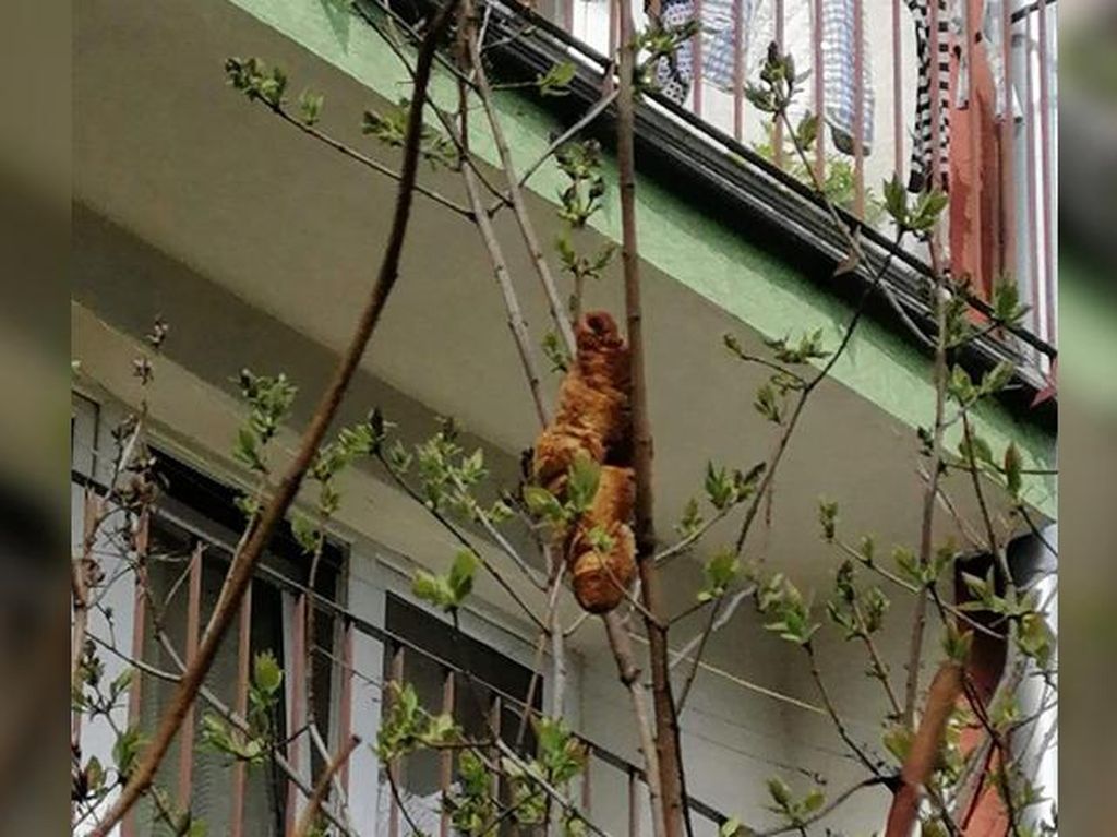 Heboh! Hewan Aneh Dikira Bertengger di Pohon, Ternyata Croissant Heboh! Hewan Aneh Dikira Bertengger di Pohon, Ternyata Croissant