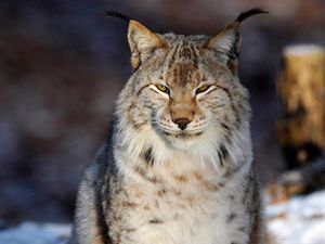 Hewan Ini Punah di Alam Liar, Ilmuwan Menghidupkannya Lagi