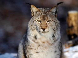 Hewan Ini Punah di Alam Liar, Ilmuwan Menghidupkannya Lagi