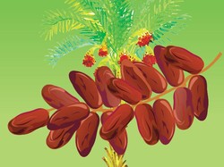 Daftar 10 Negara Pemasok Kurma ke RI