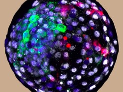 Kontroversial! Sel Manusia Ditumbuhkan di Embrio Monyet