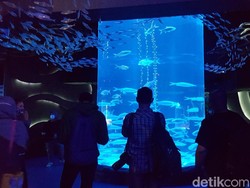 Ngabuburit Asyik di Jakarta, Ngemal Sambil Lihat Ikan Saja