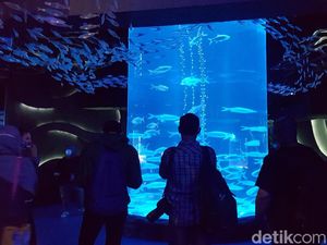 Ngabuburit Asyik di Jakarta, Ngemal Sambil Lihat Ikan Saja Ngabuburit Asyik di Jakarta, Ngemal Sambil Lihat Ikan Saja