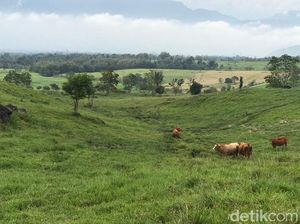 Foto: New Zealand ala Sumatera Barat Foto: New Zealand ala Sumatera Barat