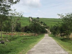 Sumbar Punya Padang Rumput Mirip New Zealand, Sudah Tahu?