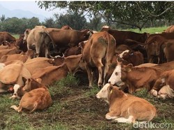 Penyakit Kutil Serang Sapi RI