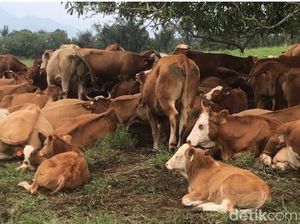Penyakit Kutil Serang Sapi RI Penyakit Kutil Serang Sapi RI