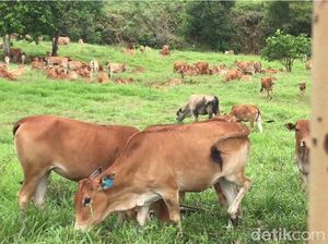 Mengenal Aktivitas Sapi yang Ternyata Hewan Pembelajar