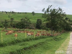 Peternak ke Erick Thohir: Daripada Beli Peternakan di Belgia, Mending Papua