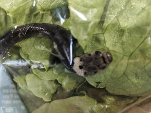 Ngeri! Ular Menggeliat di Selada, AS Usir 10 Diplomat Rusia