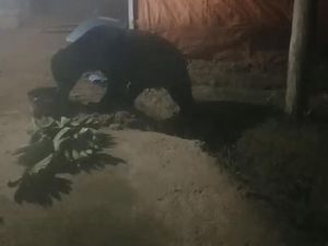 Heboh Beruang Madu Masuk Dapur Warga di Sumbar Gegara Bau Minyak Gorengan