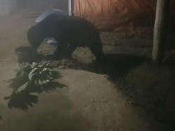 Heboh Beruang Madu Masuk Dapur Warga di Sumbar Gegara Bau Minyak Gorengan