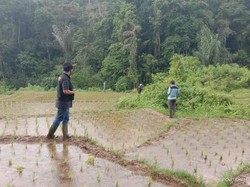 Harimau Teror Warga Agam Sumbar, 2 Kerbau Dimangsa