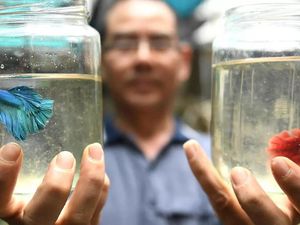 Peternakan Ikan Ini Khusus Ternak Ikan Cupang Aduan yang Ganas Peternakan Ikan Ini Khusus Ternak Ikan Cupang Aduan yang Ganas