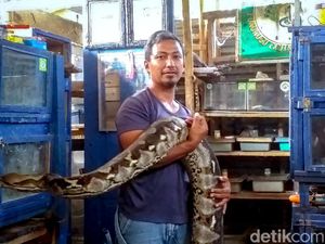 Pria di Ponorogo Ingin Lestarikan Ular Agar Hama Tikus Bisa Ditekan Pria di Ponorogo Ingin Lestarikan Ular Agar Hama Tikus Bisa Ditekan