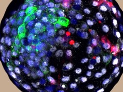 Fakta Seputar Sel Manusia yang Dikembangkan dalam Embrio Monyet