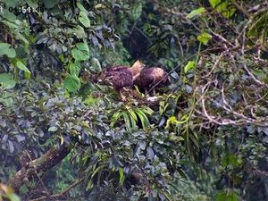 Lahirnya Sang Penerus Penguasa Takhta Langit Gunung Salak