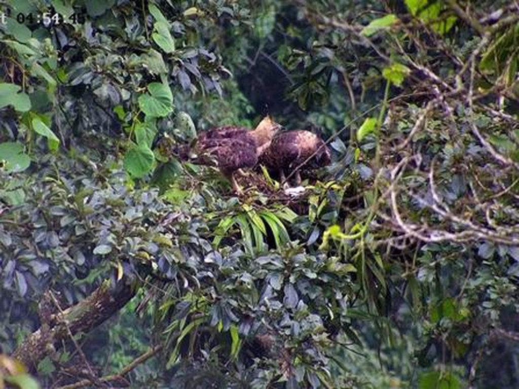 Lahirnya Sang Penerus Penguasa Takhta Langit Gunung Salak Lahirnya Sang Penerus Penguasa Takhta Langit Gunung Salak