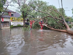 Hujan Lebat Disertai Angin Kencang di Kediri Tumbangkan Belasan Pohon Besar