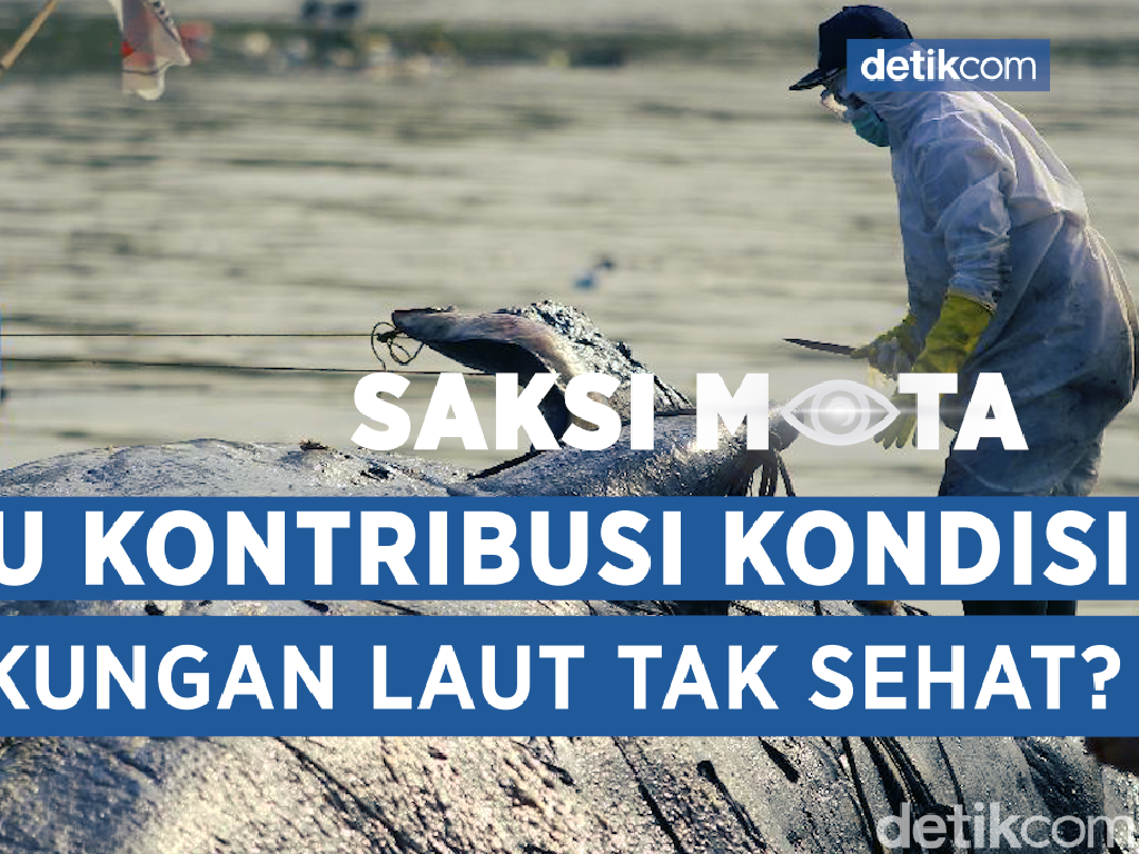Saksi Mata: Di Balik Fenomena Kematian 52 Paus Pilot di Bangkalan Saksi Mata: Di Balik Fenomena Kematian 52 Paus Pilot di Bangkalan
