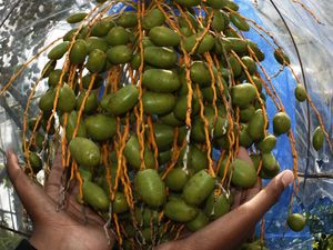Melihat Budi Daya Kurma Barhee di Banten