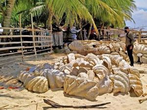 Foto: Cangkang Kerang Raksasa Senilai Rp 364 M di Pantai Filipina