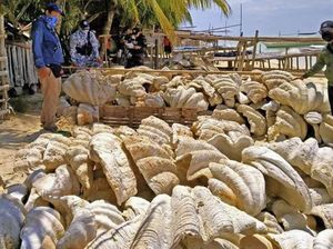 Ada Cangkang Kerang Raksasa Senilai Rp 364 Miliar! Disita Filipina Ada Cangkang Kerang Raksasa Senilai Rp 364 Miliar! Disita Filipina