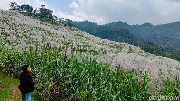 Foto: Bukan di Luar Negeri, Ini di Kulon Progo