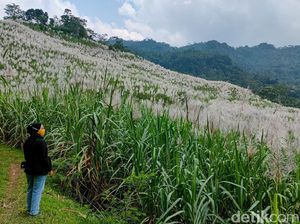 Foto: Bukan di Luar Negeri, Ini di Kulon Progo Foto: Bukan di Luar Negeri, Ini di Kulon Progo