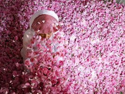 Pas Ramadhan, Kota di Arab Ini Pas Panen Mawar Gila-gilaan