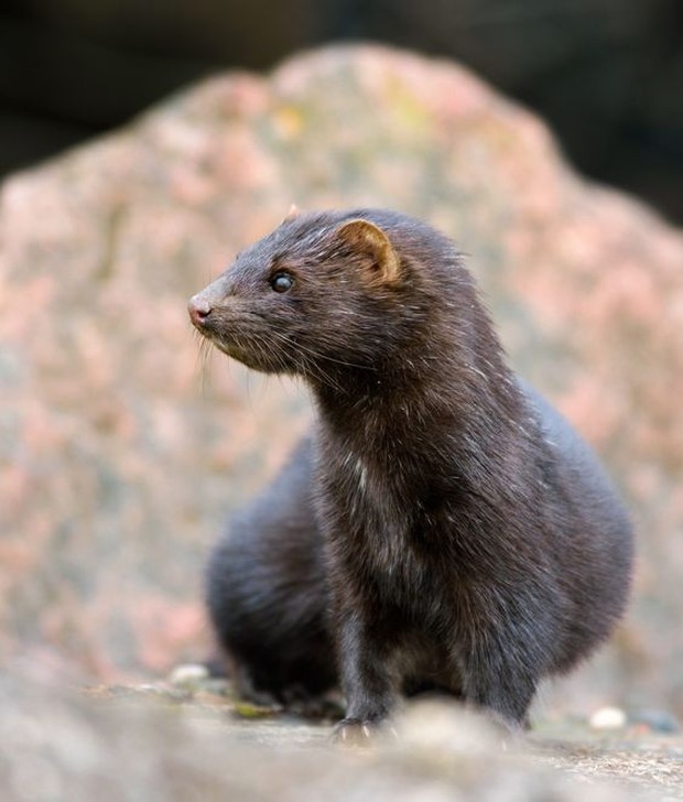 Mink/Photo Pinterest by onegreenplanet Mink
