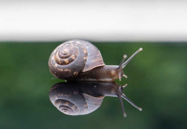 Snail/Photo by unsplash.com/@amir_v_ali snail