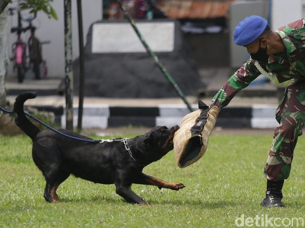 Aksi Tangkas Pasukan Anjing K9 Pomdan Jaya