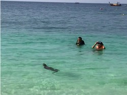 Panik Banget, Turis Ini Berenang Bareng Godzilla