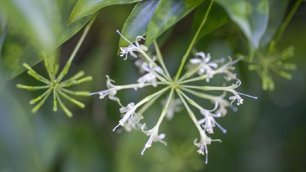 Close up of  Gold-dust Dracaena flowers
