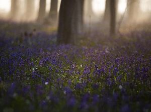 Cantiknya Eceng Gondok Liar Bermekaran di Hutan Belgia Cantiknya Eceng Gondok Liar Bermekaran di Hutan Belgia