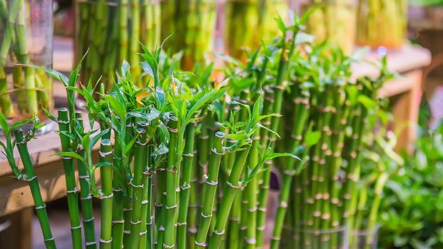 Young sprout of Ribbon dracaena tree grown-up Lucky bamboo. Selective focus