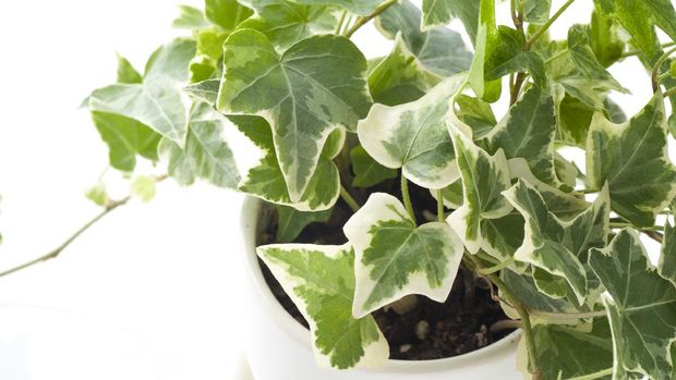 Green ivy in flowerpot on white background