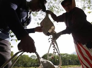 Duh, Harga Kopi Gayo Loyo Gegara Pandemi