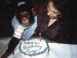 Kisah Wanita yang Menyesal Membesarkan Simpanse Seperti Anak Sendiri