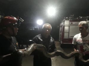 Damkar Cianjur Tangkap Ular Sanca 3,5 Meter di Permukiman Warga