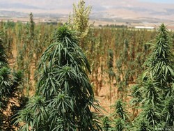 Akibat Krisis Ekonomi, Petani Lebanon Beralih Tanam Ganja