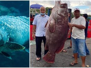 Gokil! Ikan Kerapu Seberat 161 Kg Ini Harganya Ditaksir Rp 42 Juta Gokil! Ikan Kerapu Seberat 161 Kg Ini Harganya Ditaksir Rp 42 Juta