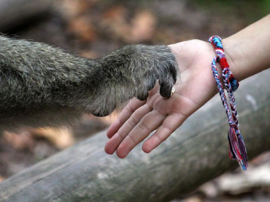 Hewan-hewan Ini Ngupil Kayak Manusia, Terbaru dari Spesies Lemur Hewan-hewan Ini Ngupil Kayak Manusia, Terbaru dari Spesies Lemur