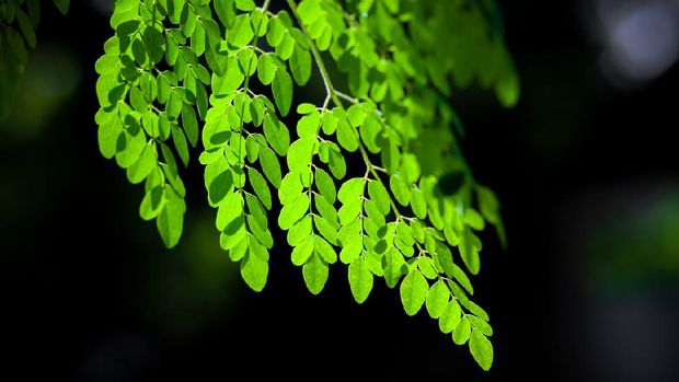 Sunlight on the hanging Moringa oleifera leaves. Fresh green drumstick tree leaves dark light background.