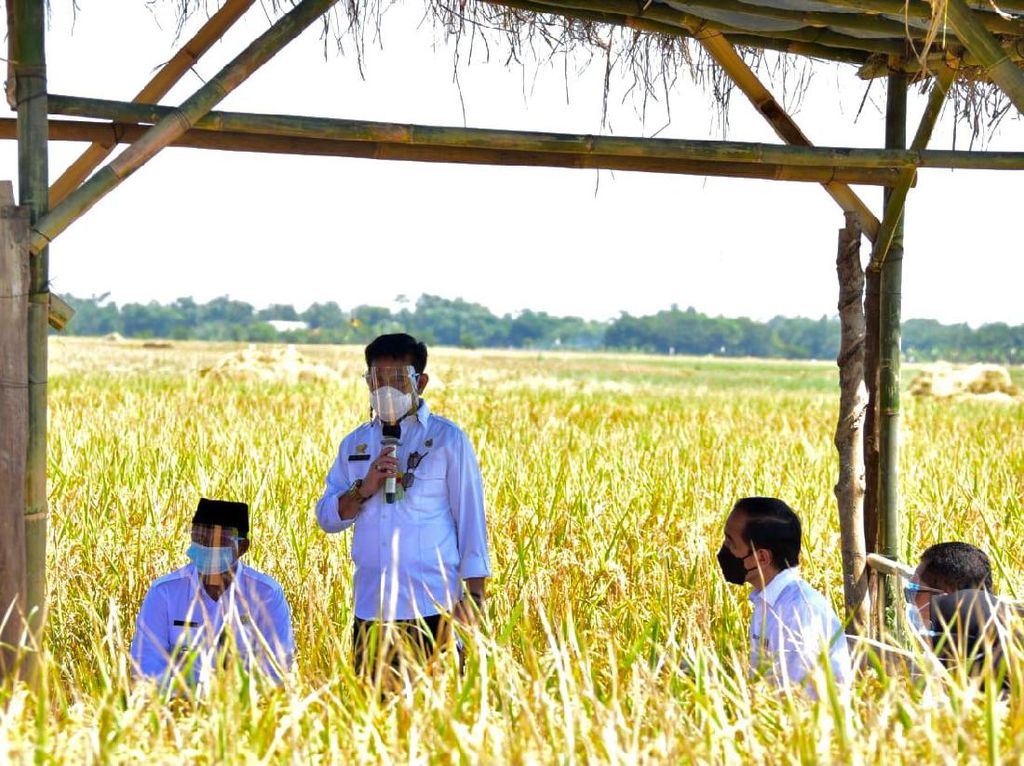 Dampingi Jokowi di Indramayu, Mentan Jamin Harga Gabah Stabil Dampingi Jokowi di Indramayu, Mentan Jamin Harga Gabah Stabil