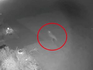 Penampakan Mirip Bayi Dinosaurus Terekam CCTV