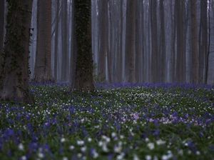Foto: Pesona Mekarnya Bunga-Bunga Cantik di Tengah Pandemi